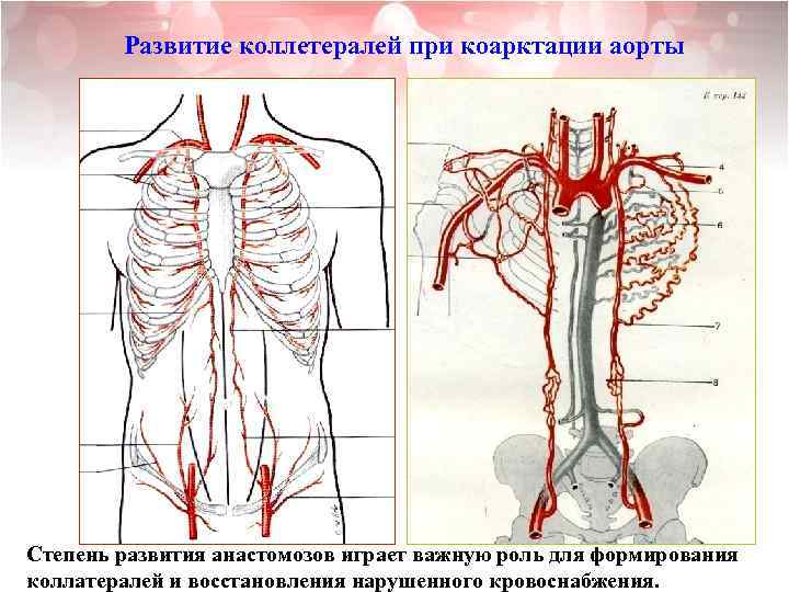 Артериальная система человека анатомия схема