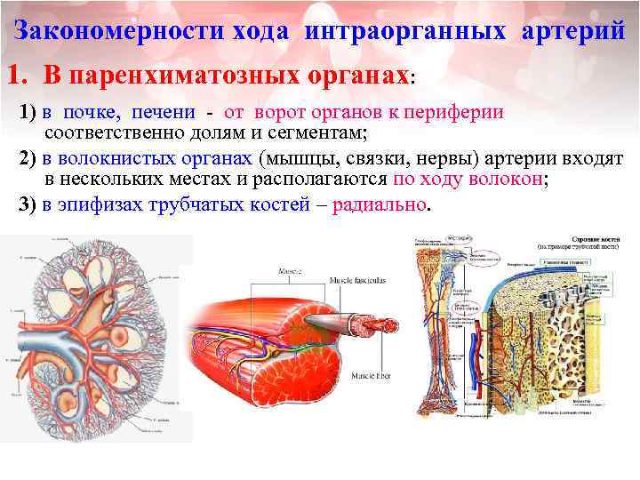 Закономерности хода интраорганных артерий 1. В паренхиматозных органах: 1) в почке, печени - от