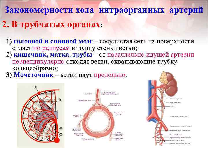 Закономерности хода интраорганных артерий 2. В трубчатых органах: 1) головной и спинной мозг –