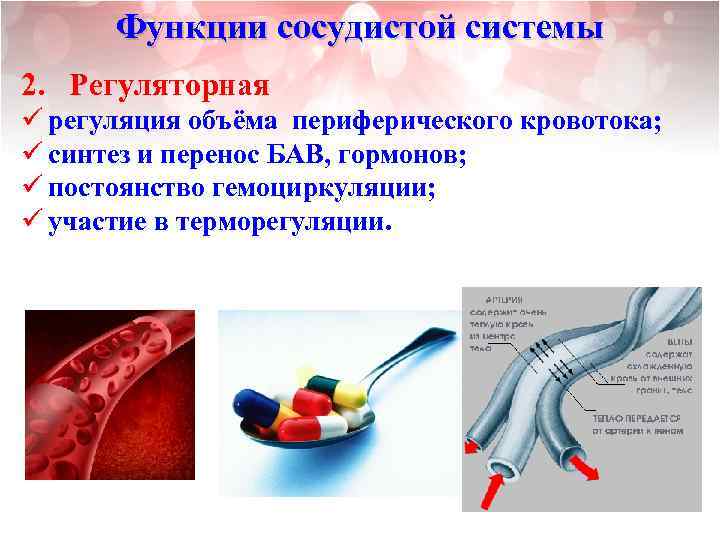 Функции сосудистой системы 2. Регуляторная ü регуляция объёма периферического кровотока; ü синтез и перенос