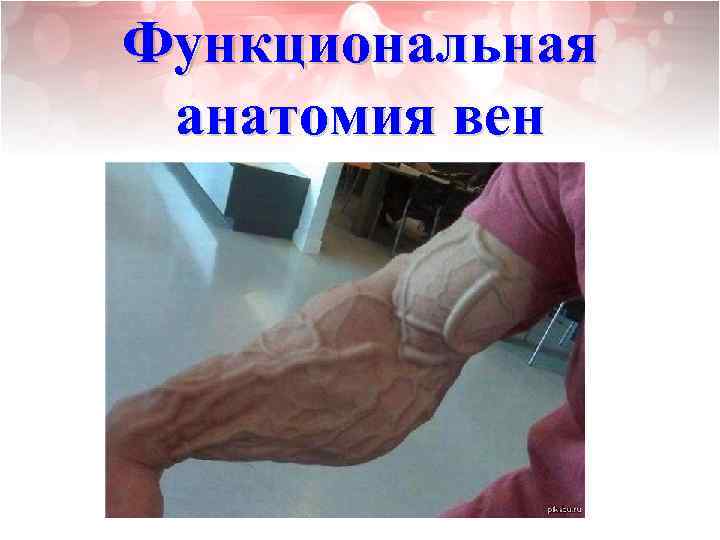 Функциональная анатомия вен 