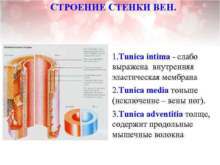 Стенка вен более тонкая схема