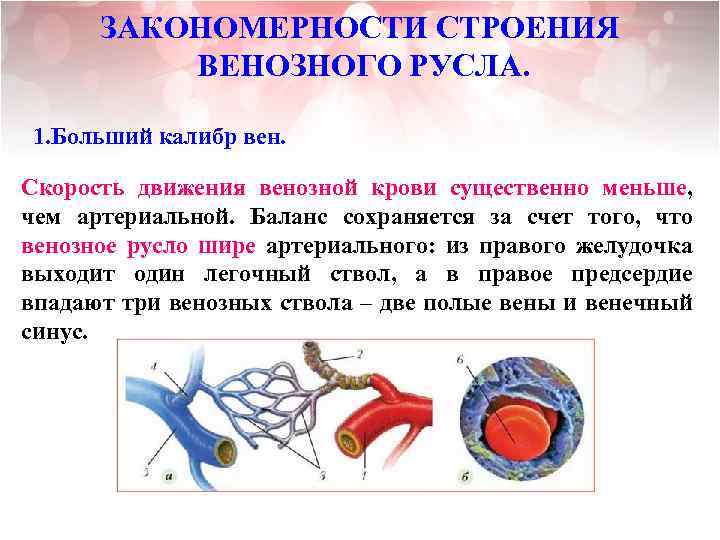 ЗАКОНОМЕРНОСТИ СТРОЕНИЯ ВЕНОЗНОГО РУСЛА. 1. Больший калибр вен. Скорость движения венозной крови существенно меньше,