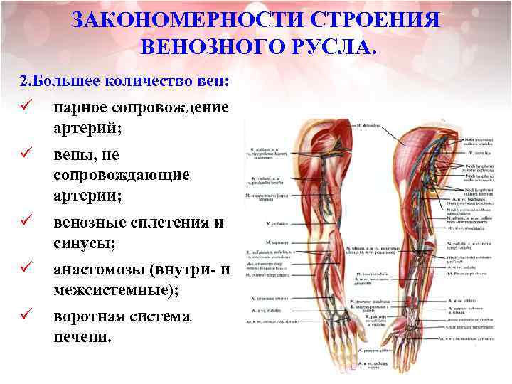 ЗАКОНОМЕРНОСТИ СТРОЕНИЯ ВЕНОЗНОГО РУСЛА. 2. Большее количество вен: ü парное сопровождение артерий; ü вены,