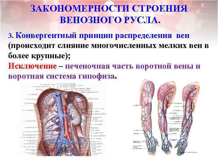 ЗАКОНОМЕРНОСТИ СТРОЕНИЯ ВЕНОЗНОГО РУСЛА. 3. Конвергентный принцип распределения вен (происходит слияние многочисленных мелких вен