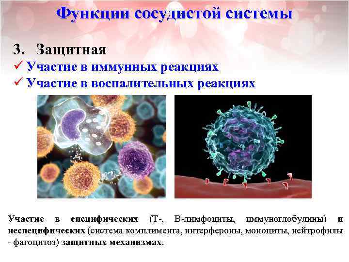 Функции сосудистой системы 3. Защитная ü Участие в иммунных реакциях ü Участие в воспалительных