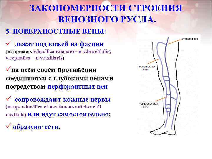 ЗАКОНОМЕРНОСТИ СТРОЕНИЯ ВЕНОЗНОГО РУСЛА. 5. ПОВЕРХНОСТНЫЕ ВЕНЫ: ü лежат под кожей на фасции (например,