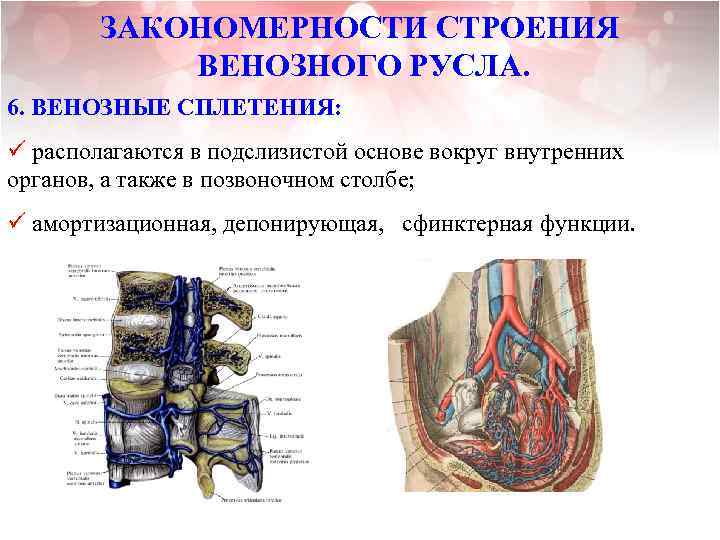 ЗАКОНОМЕРНОСТИ СТРОЕНИЯ ВЕНОЗНОГО РУСЛА. 6. ВЕНОЗНЫЕ СПЛЕТЕНИЯ: ü располагаются в подслизистой основе вокруг внутренних
