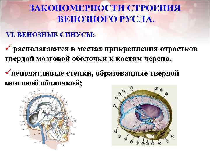 ЗАКОНОМЕРНОСТИ СТРОЕНИЯ ВЕНОЗНОГО РУСЛА. VI. ВЕНОЗНЫЕ СИНУСЫ: ü располагаются в местах прикрепления отростков твердой