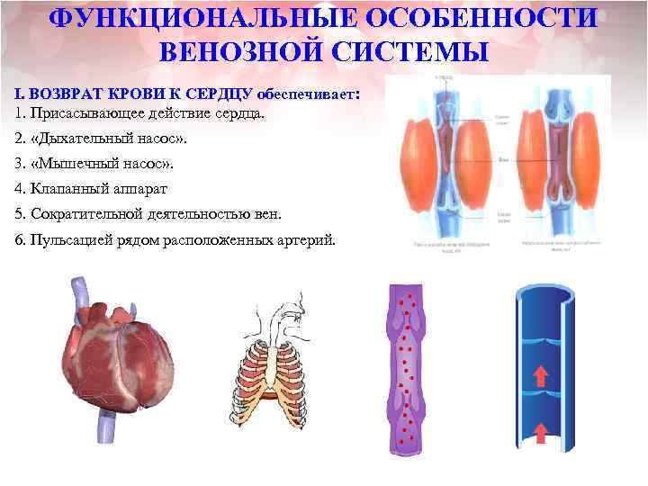 ФУНКЦИОНАЛЬНЫЕ ОСОБЕННОСТИ ВЕНОЗНОЙ СИСТЕМЫ I. ВОЗВРАТ КРОВИ К СЕРДЦУ обеспечивает: 1. Присасывающее действие сердца.