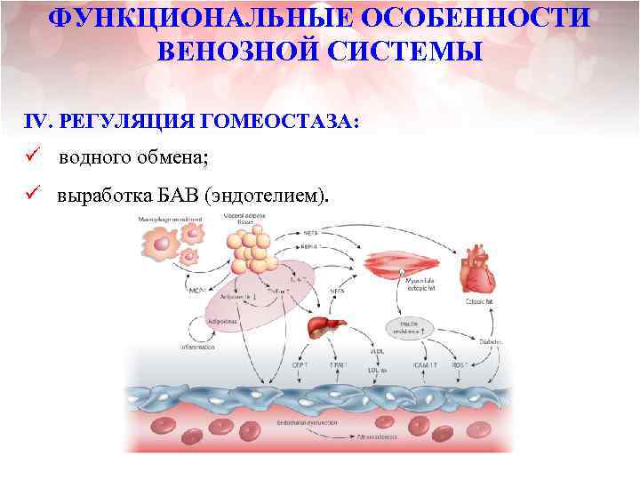 ФУНКЦИОНАЛЬНЫЕ ОСОБЕННОСТИ ВЕНОЗНОЙ СИСТЕМЫ IV. РЕГУЛЯЦИЯ ГОМЕОСТАЗА: ü водного обмена; ü выработка БАВ (эндотелием).