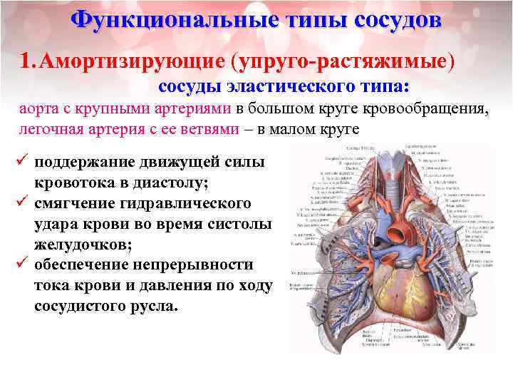 Функциональные типы сосудов 1. Амортизирующие (упруго-растяжимые) сосуды эластического типа: аорта с крупными артериями в