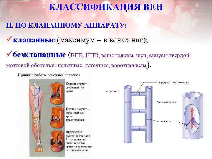 КЛАССИФИКАЦИЯ ВЕН II. ПО КЛАПАННОМУ АППАРАТУ: üклапанные (максимум – в венах ног); üбезклапанные (ВПВ,