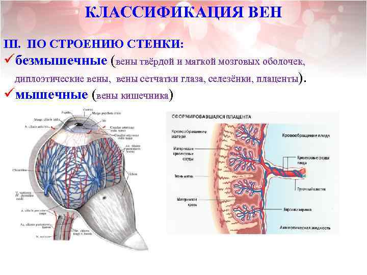 КЛАССИФИКАЦИЯ ВЕН III. ПО СТРОЕНИЮ СТЕНКИ: üбезмышечные (вены твёрдой и мягкой мозговых оболочек, диплоэтические