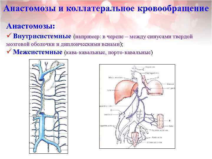 Анастомозы и коллатеральное кровообращение Анастомозы: ü Внутрисистемные (например: в черепе – между синусами твердой