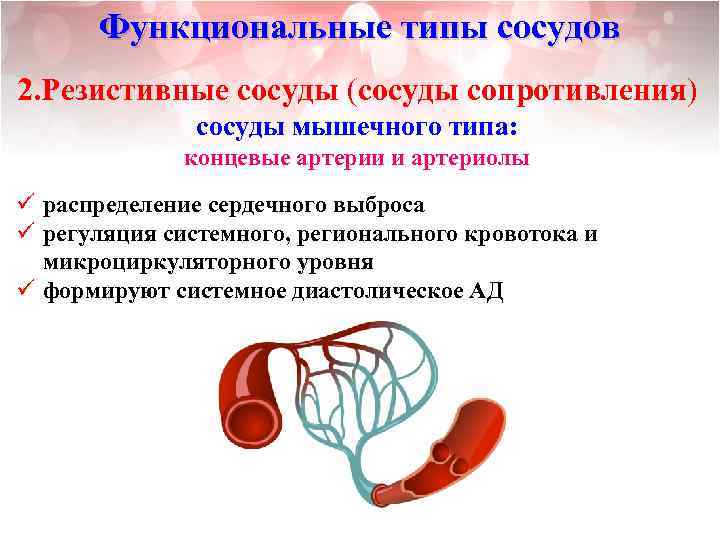 Функциональные типы сосудов 2. Резистивные сосуды (сосуды сопротивления) сосуды мышечного типа: концевые артерии и