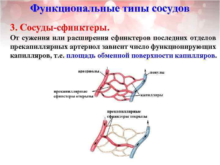 Функциональные типы сосудов 3. Сосуды-сфинктеры. От сужения или расширения сфинктеров последних отделов прекапиллярных артериол