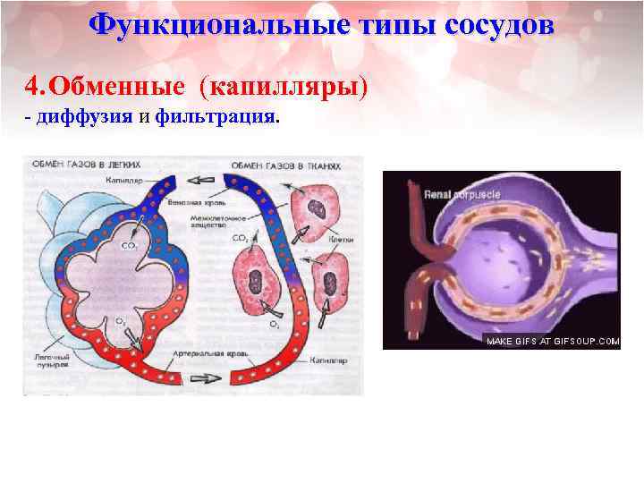 Функциональные типы сосудов 4. Обменные (капилляры) - диффузия и фильтрация. 