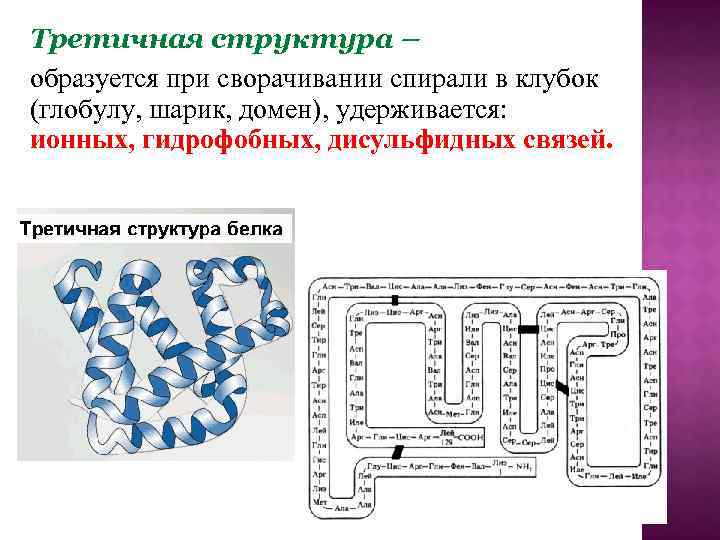 Третичная структура – образуется при сворачивании спирали в клубок (глобулу, шарик, домен), удерживается: ионных,