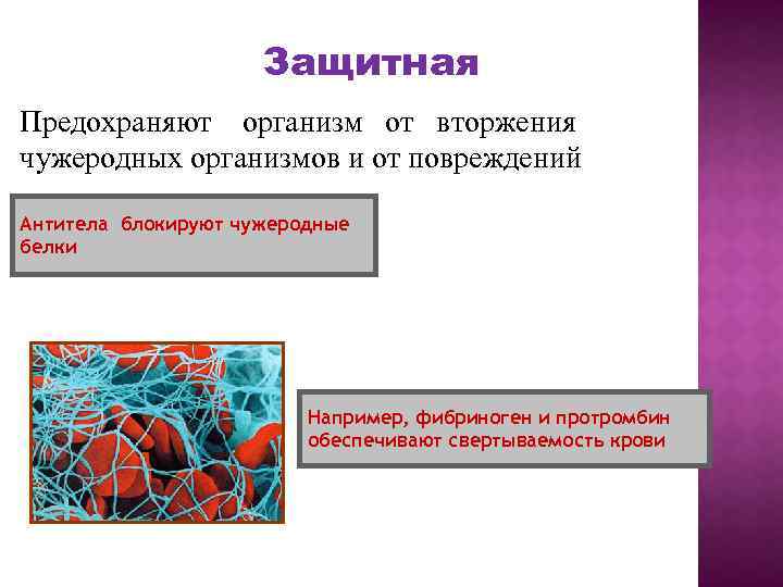 Защитная Предохраняют организм от вторжения чужеродных организмов и от повреждений Антитела блокируют чужеродные белки