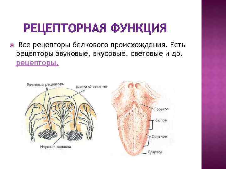 РЕЦЕПТОРНАЯ ФУНКЦИЯ Все рецепторы белкового происхождения. Есть рецепторы звуковые, вкусовые, световые и др. рецепторы.