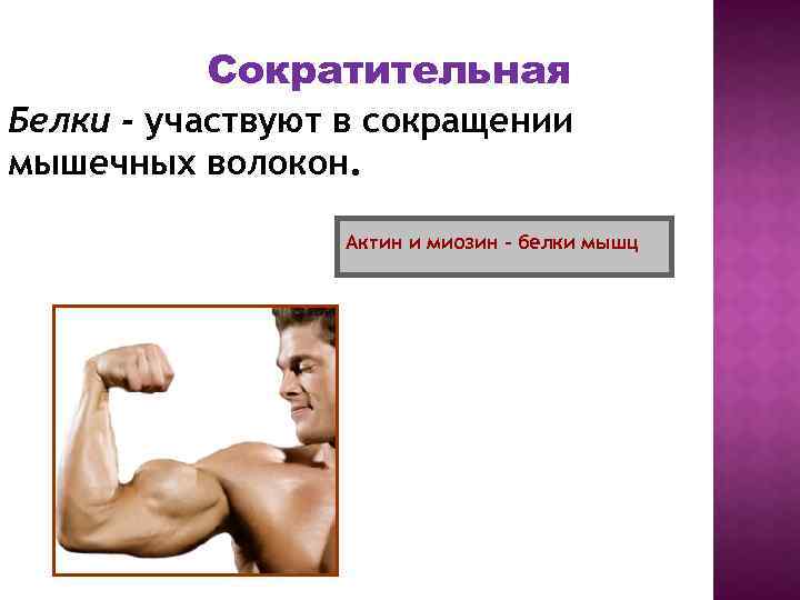 Сократительная Белки - участвуют в сокращении мышечных волокон. Актин и миозин – белки мышц