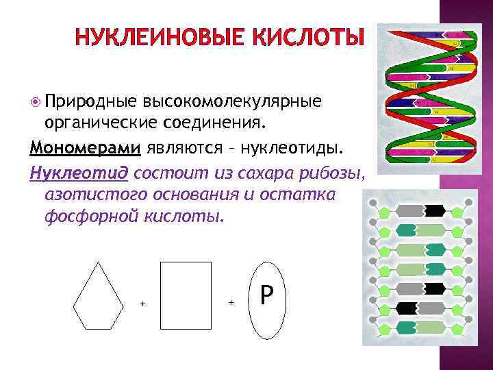 На рисунке изображен нуклеотид являющийся мономером клеточного полимера