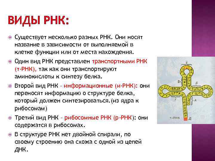 ВИДЫ РНК: Существует несколько разных РНК. Они носят название в зависимости от выполняемой в