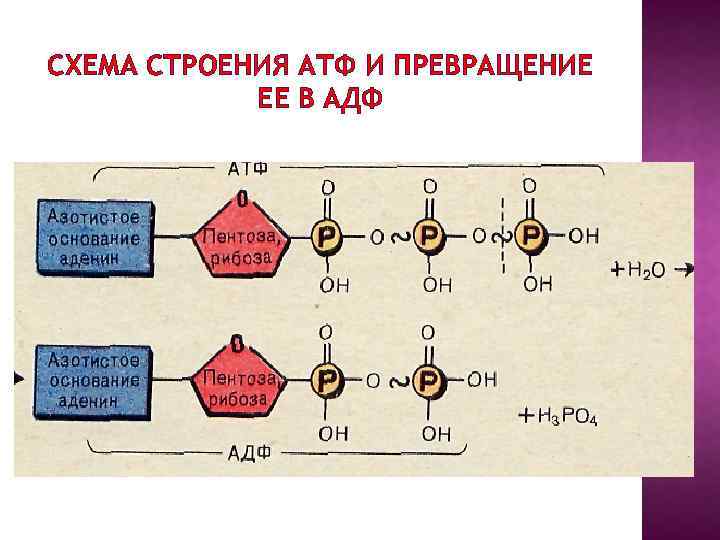 СХЕМА СТРОЕНИЯ АТФ И ПРЕВРАЩЕНИЕ ЕЕ В АДФ 