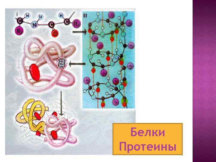 Белки Протеины 