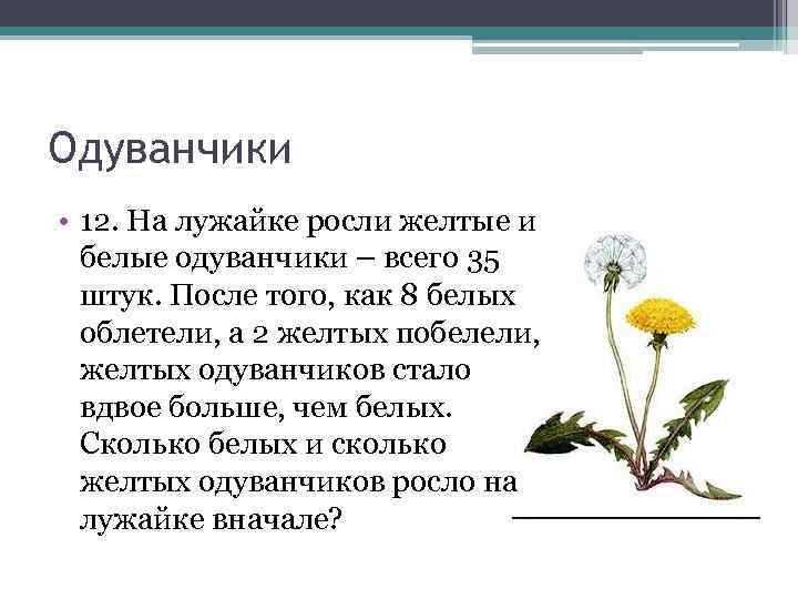 Одуванчики • 12. На лужайке росли желтые и белые одуванчики – всего 35 штук.