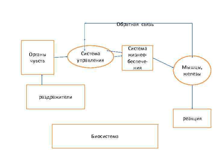 Обратная связь Органы чувств Система управления Система жизнеобеспечения Мышцы, железы раздражители реакция Биосистема 