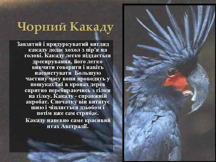 Чорний Какаду Завзятий і придуркуватий вигляд какаду додає хохол з пір'я на голові. Какаду