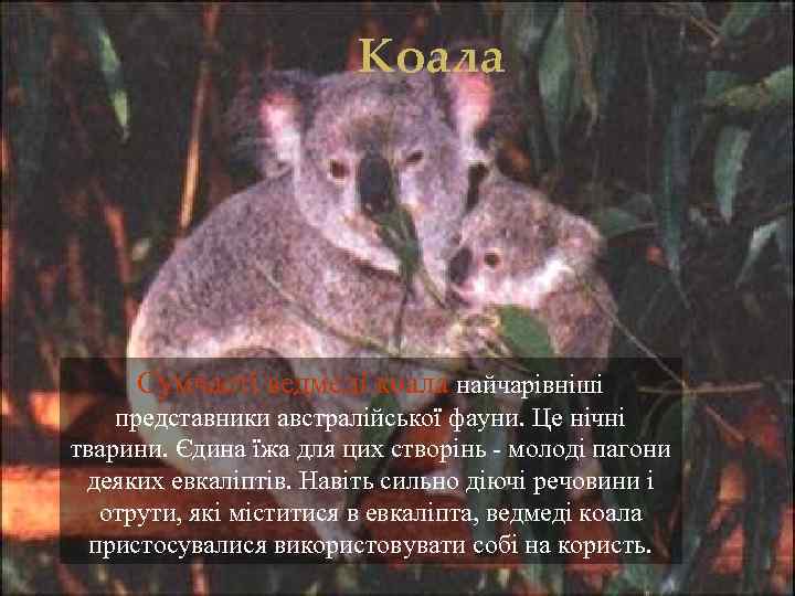 Коала Сумчасті ведмеді коала найчарівніші представники австралійської фауни. Це нічні тварини. Єдина їжа для