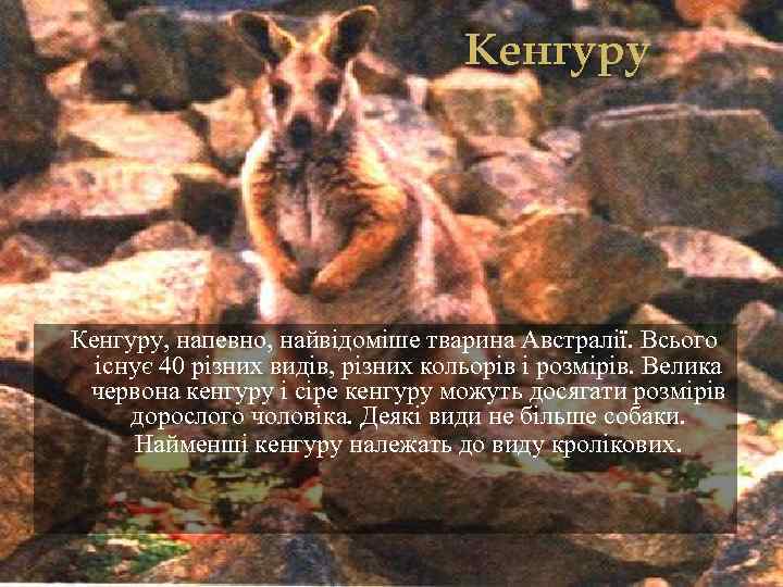 Кенгуру, напевно, найвідоміше тварина Австралії. Всього існує 40 різних видів, різних кольорів і розмірів.