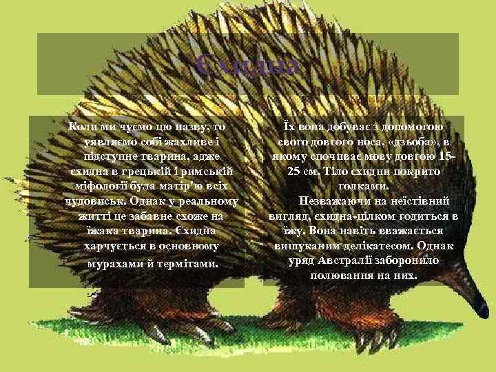 Єхидна Коли ми чуємо цю назву, то уявляємо собі жахливе і підступне тварина, адже