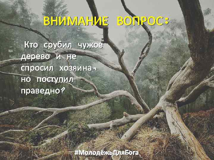 ВНИМАНИЕ ВОПРОС: Кто срубил чужое дерево и не спросил хозяина, но поступил праведно? #Молодёжь.