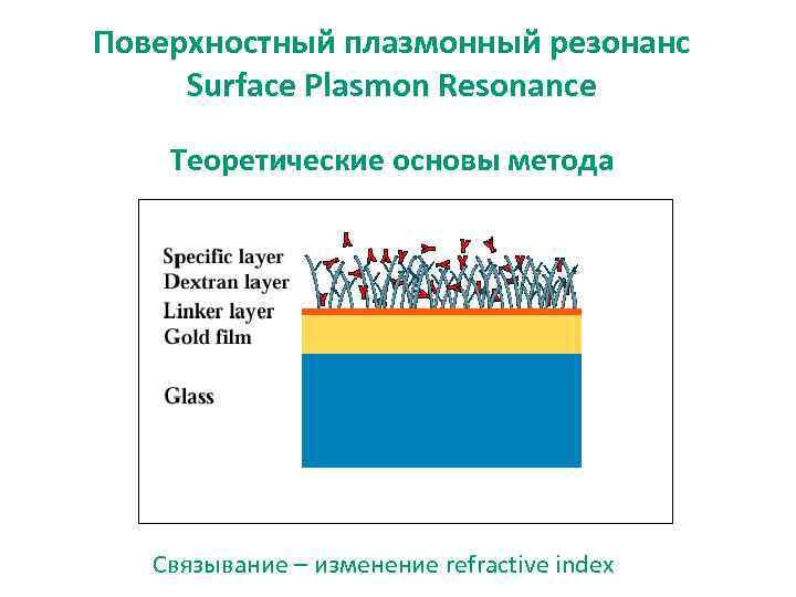 Поверхностный плазмонный резонанс Surface Plasmon Resonance Теоретические основы метода How? Связывание – изменение refractive