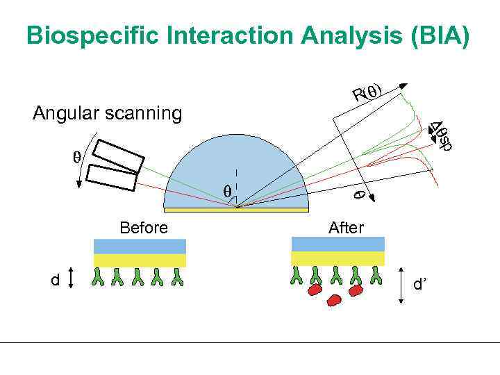 Biospecific Interaction Analysis (BIA) Angular scanning ) R( sp Before d After d’ 