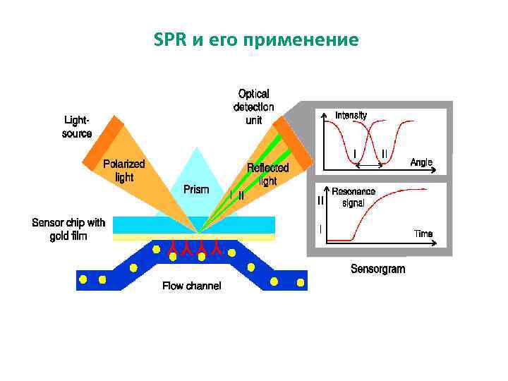 SPR и его применение 