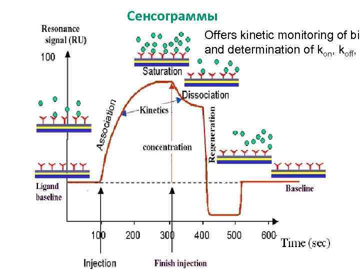 Сенсограммы Offers kinetic monitoring of bin and determination of kon, koff, K 