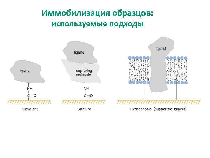 Иммобилизация образцов: используемые подходы 