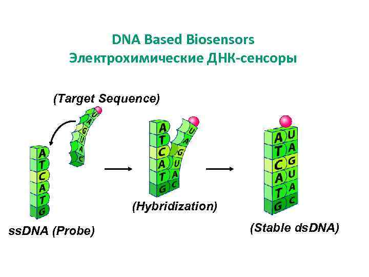 DNA Based Biosensors Электрохимические ДНК-сенсоры (Target Sequence) (Hybridization) ss. DNA (Probe) (Stable ds. DNA)