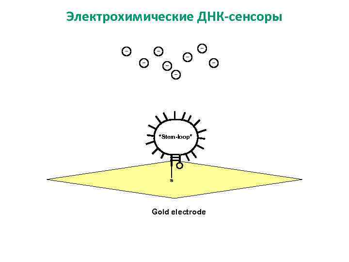 Электрохимические ДНК-сенсоры “Stem-loop” s Gold electrode 