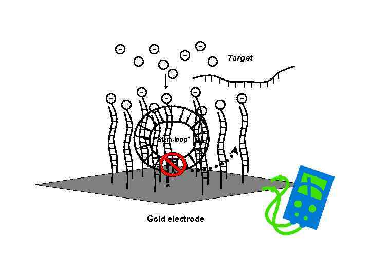 Target “Stem-loop” s Gold electrode 