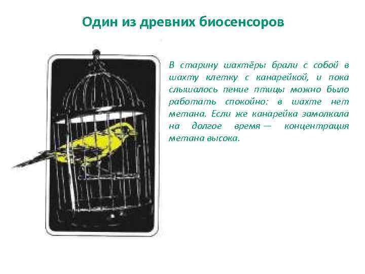 Один из древних биосенсоров В старину шахтёры брали с собой в шахту клетку с