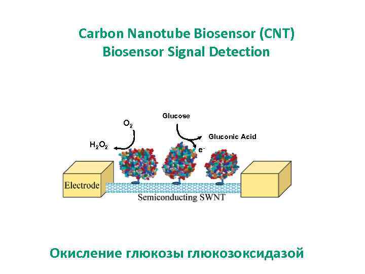 Carbon Nanotube Biosensor (CNT) Biosensor Signal Detection O 2 H 2 O 2 Glucose