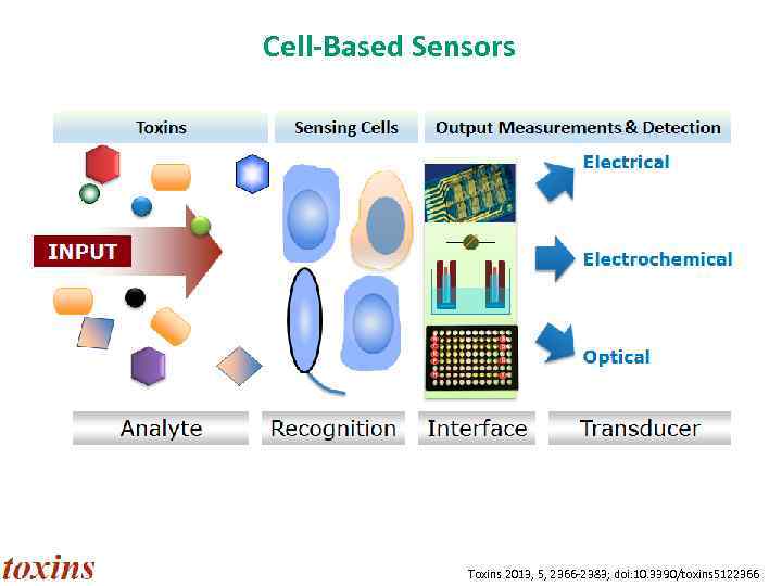 Cell-Based Sensors Toxins 2013, 5, 2366 -2383; doi: 10. 3390/toxins 5122366 