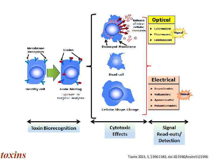 Toxins 2013, 5, 2366 -2383; doi: 10. 3390/toxins 5122366 