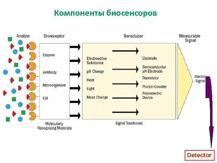 Компоненты биосенсоров Detector 